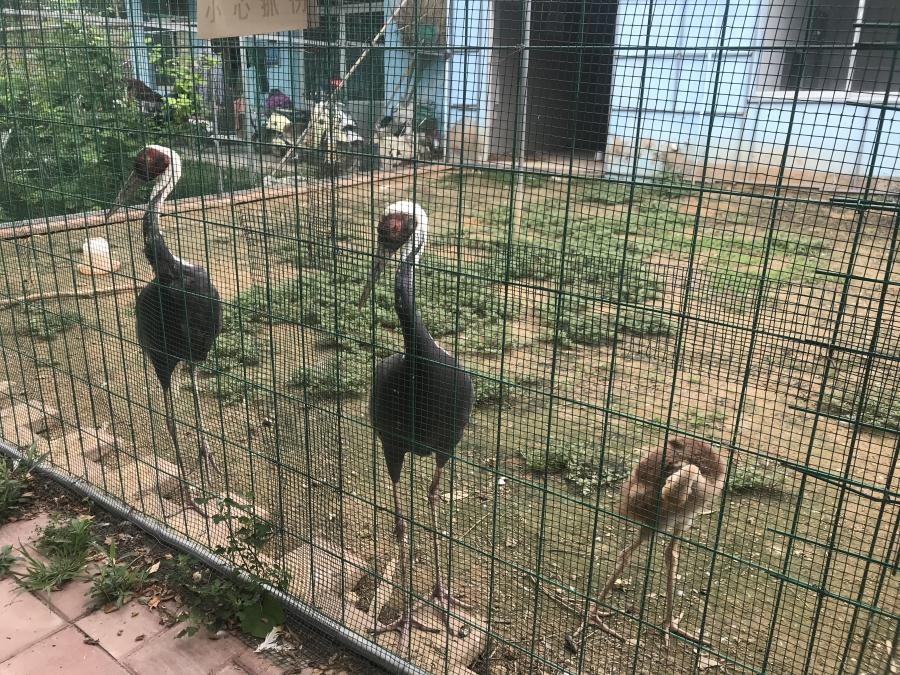 天鵝湖風(fēng)景區(qū)（泰山）速覽！(圖6)