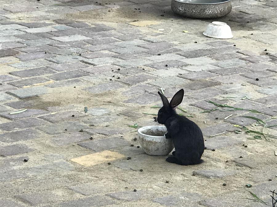 天鵝湖風(fēng)景區(qū)（泰山）速覽！(圖7)